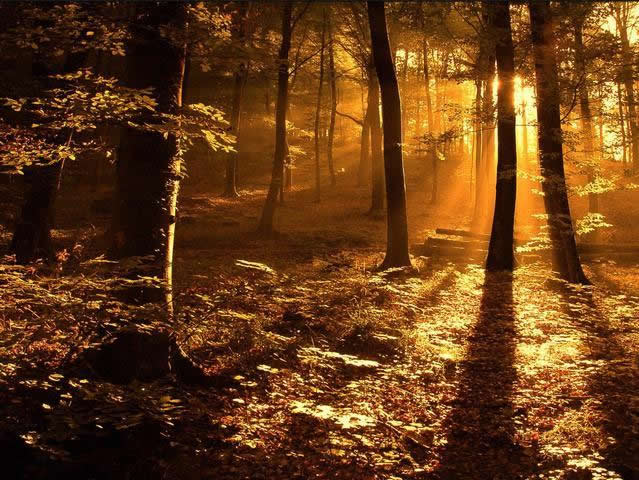 Woods of Truth