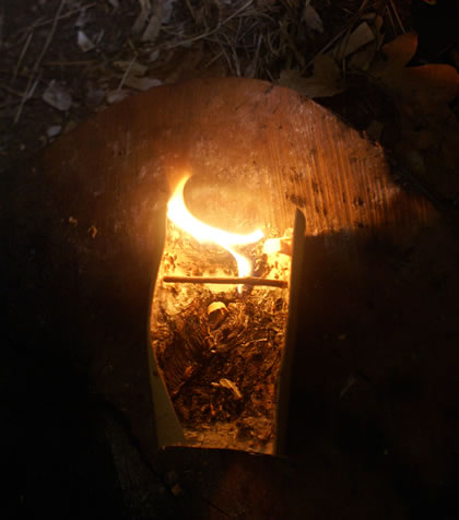 Birch Bark