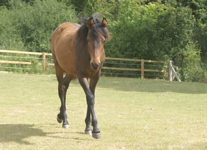 Bowdrill