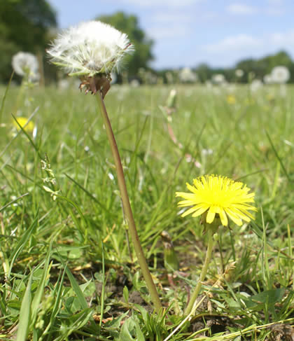 Dandelion