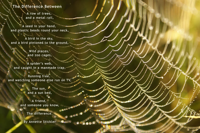 Cobweb