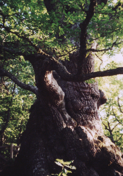 Oak tree