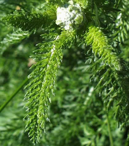 Yarrow Leaf