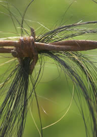 Barbed wire