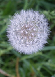 Dandelion seed head
