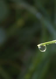 Dew drop