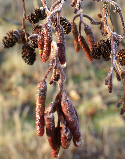 Field Research - Alder Alnus glutinosa