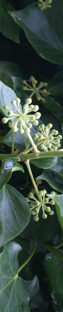Ivy