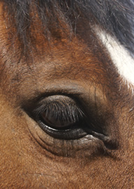 Lollypop Eye