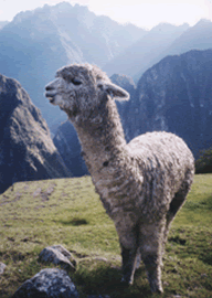Alpaca