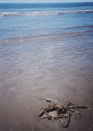 Crab