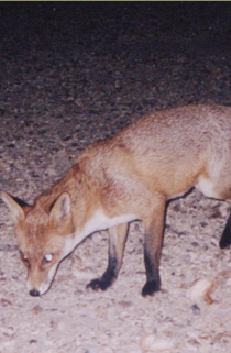 Fox